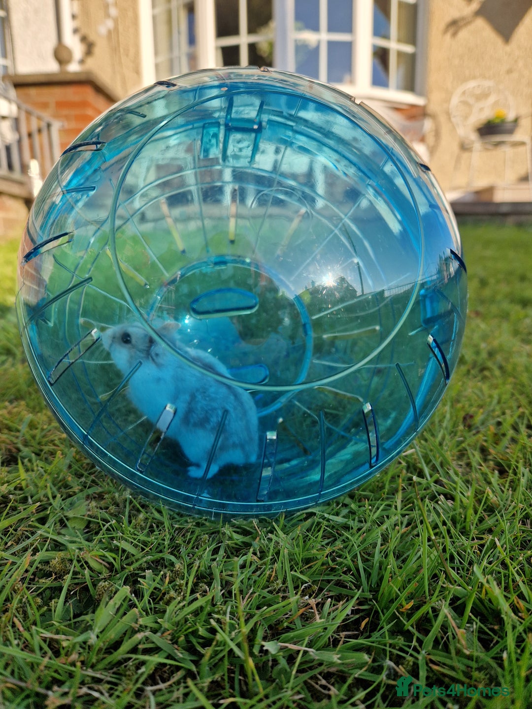 Hamster rodents for sale: New home needed  - Advert 3