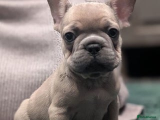 French Bulldog dogs - Advert 9
