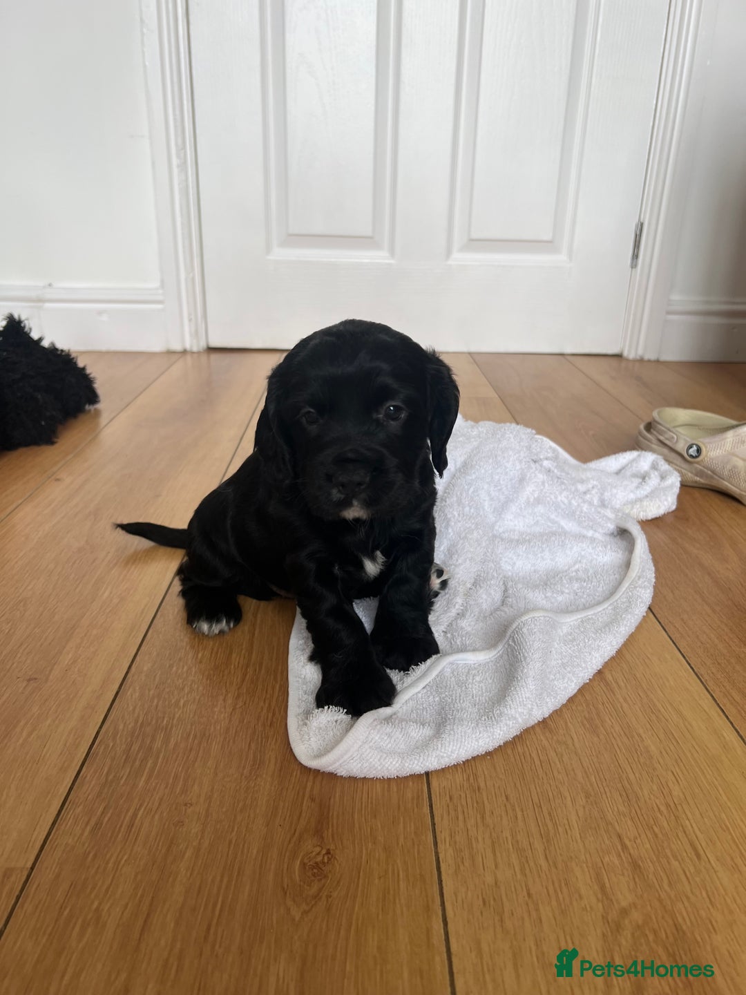 Sprocker dogs for sale: Sprocker Puppies  in Whitehaven - Image 5