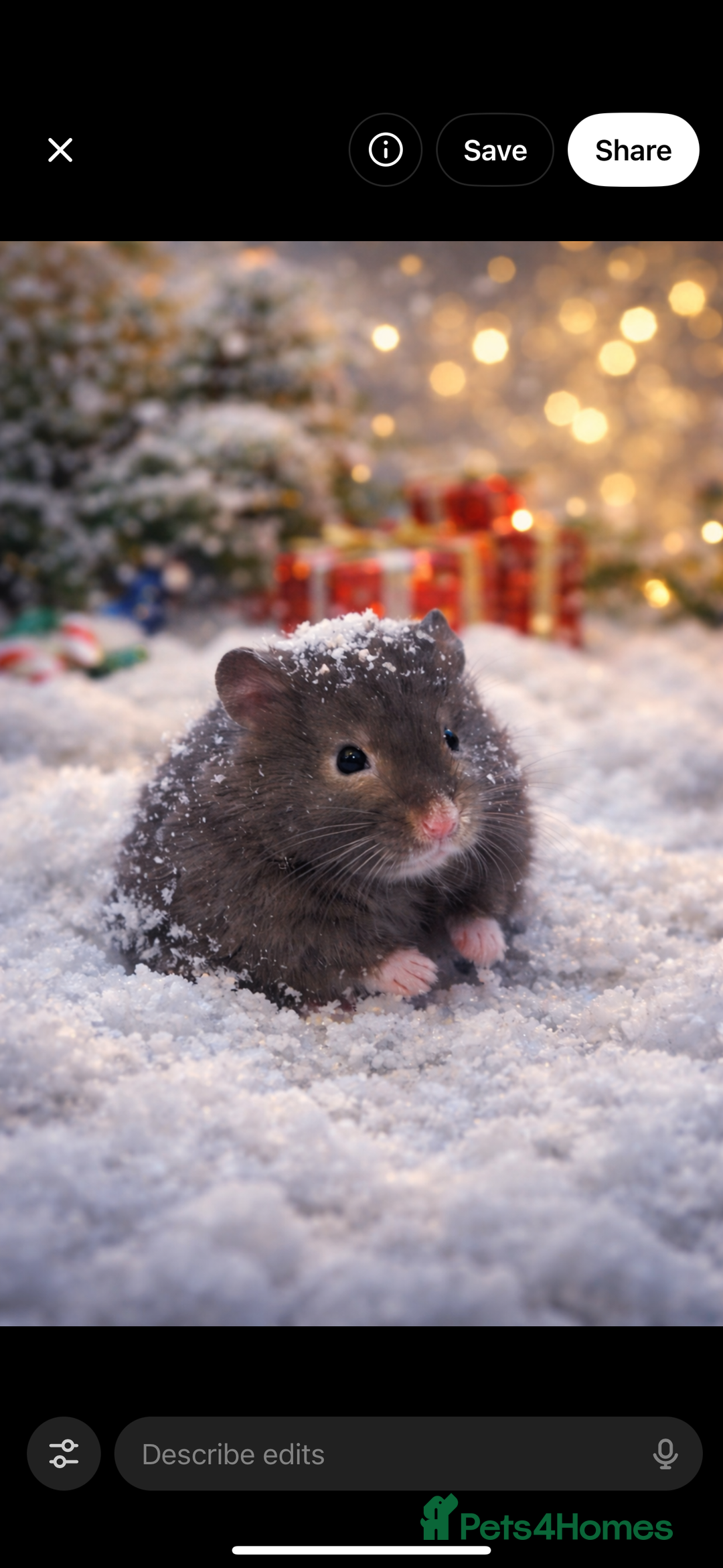 Hamster rodents for sale: Baby hamsters  - Advert 29