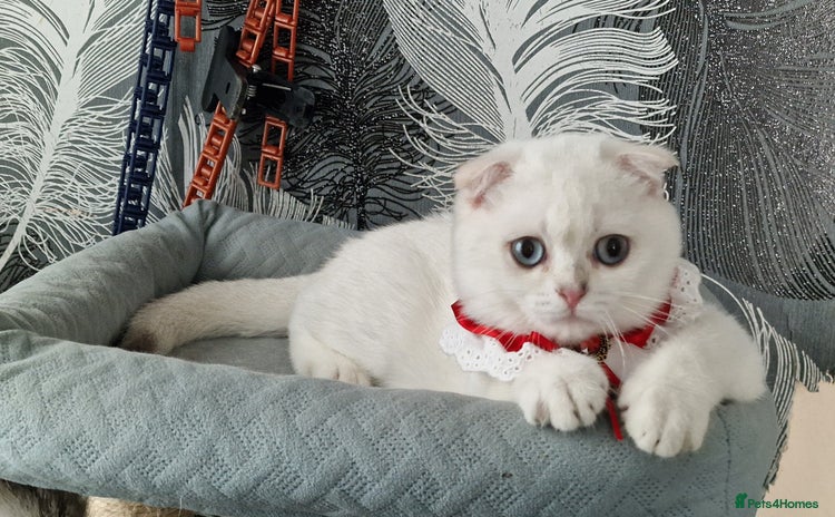 Scottish Fold cats - Advert 1