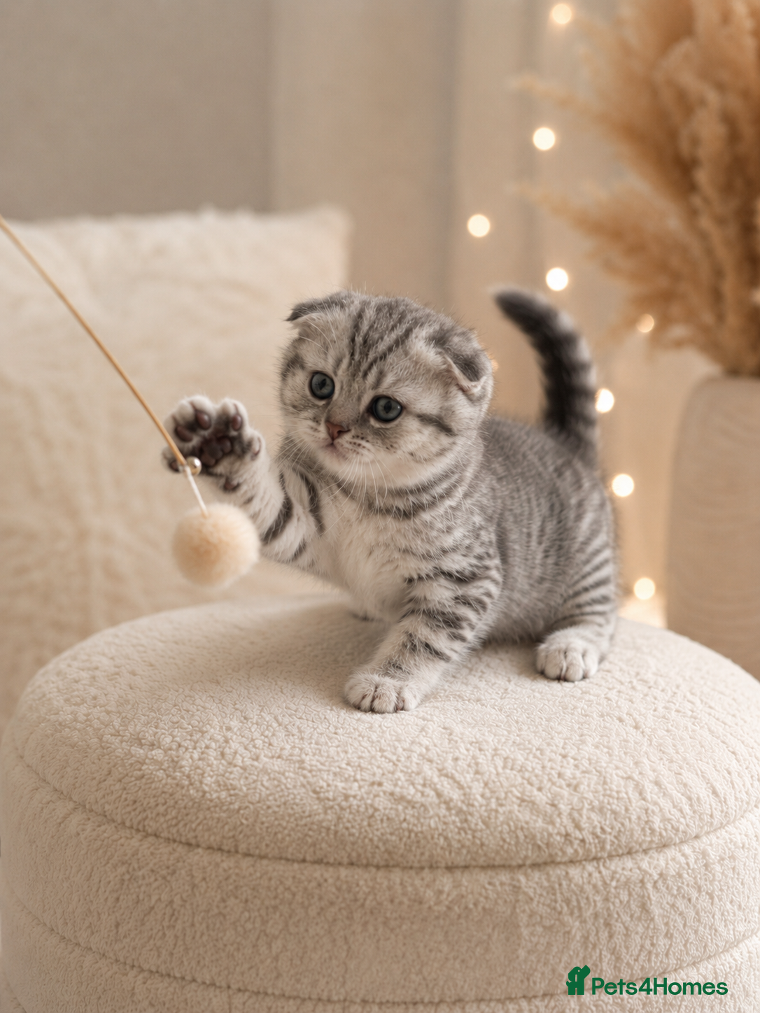 Scottish Fold cats Adorable Scottish kittens for sale🐾 - Advert 2