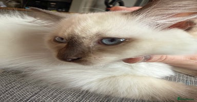 Ragdoll cats - Advert 11
