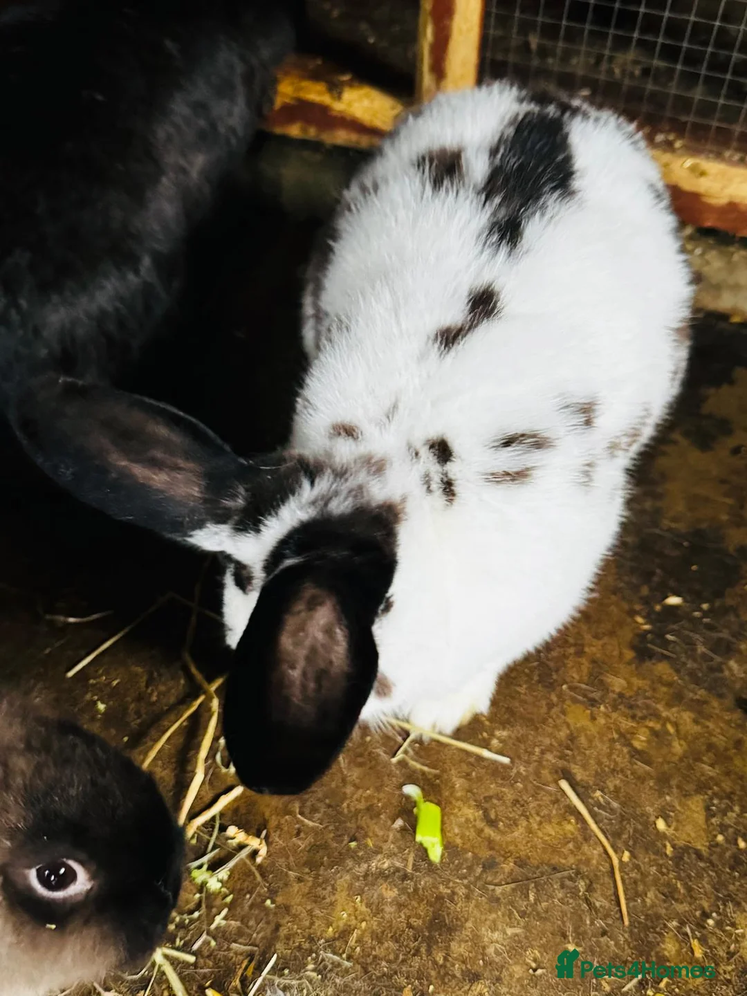 Continental Giant rabbits for sale: Continental Giant Rabbits - Advert 7