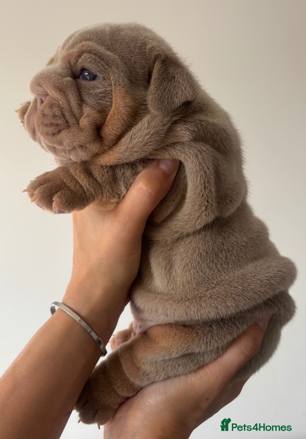 English Bulldog dogs *** QUALITY ENGLISH BULLDOG’s *** - Advert 1