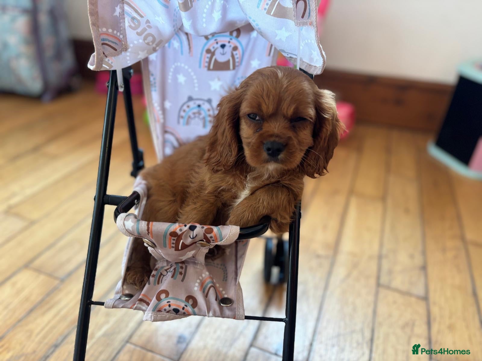 Cavalier King Charles Spaniel dogs Cavalier King Charles  - Advert 2