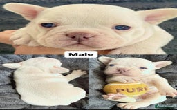 French Bulldog dogs for sale: French Bulldog – Secure Your Puppy Now! - Advert 2