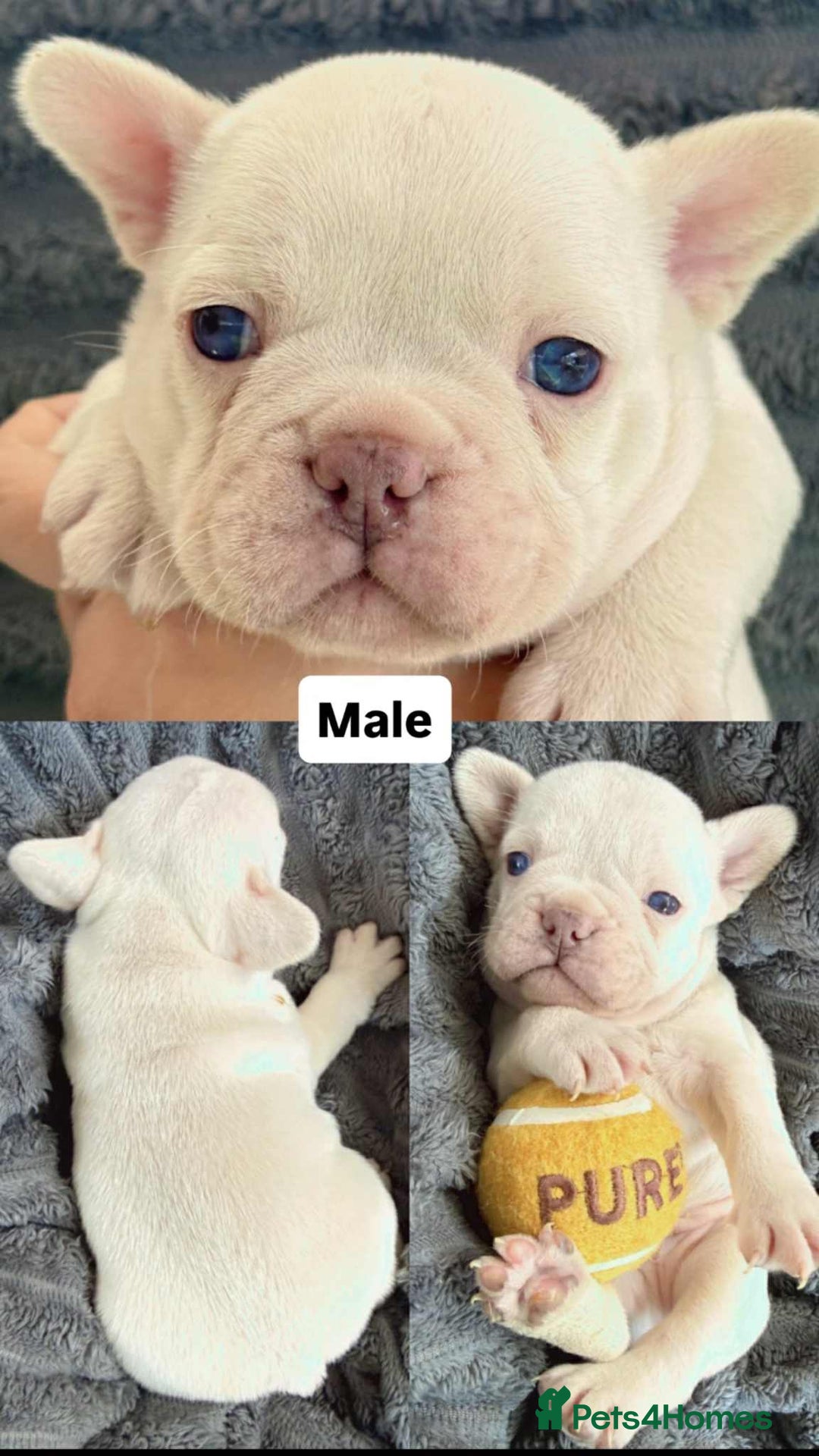 French Bulldog dogs for sale: French Bulldog – Secure Your Puppy Now! - Advert 2