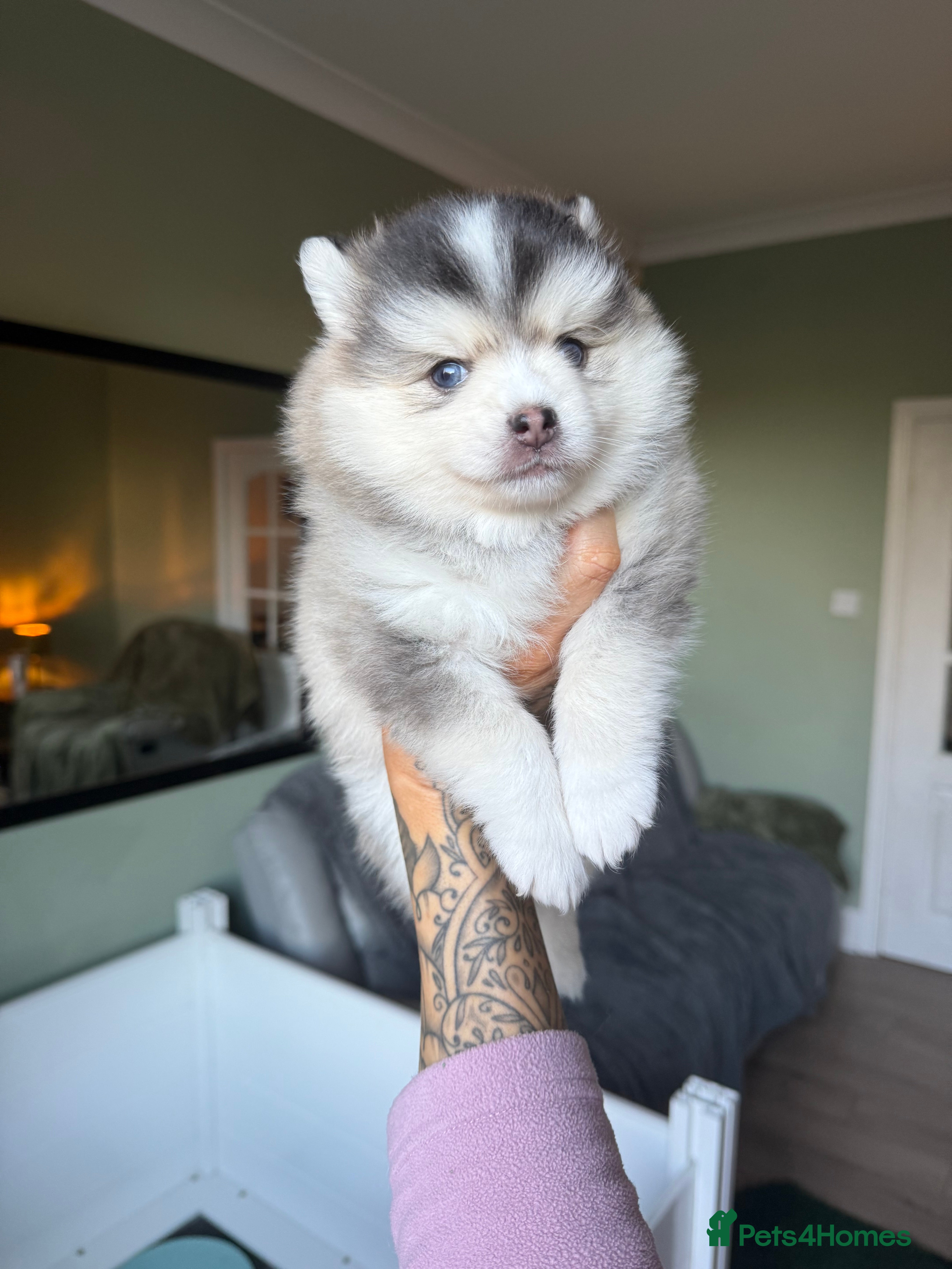 Pomsky dogs F3 Pomsky Puppies - ready in 3 weeks! - Advert 4