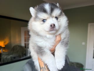 Pomsky dogs F3 Pomsky Puppies - ready in 3 weeks! - Advert 1