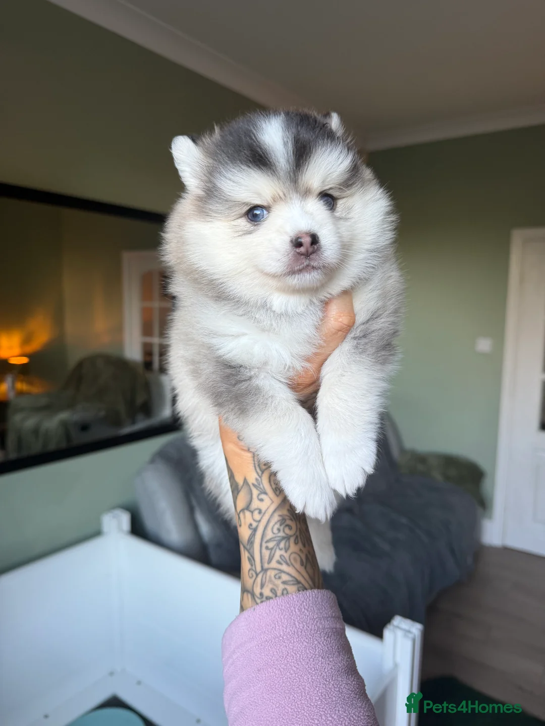 Pomsky dogs for sale: F3 Pomsky Puppies - ready now :)  - Advert 24