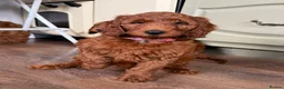 Irish Doodle dogs for sale: 🐾 Irish doodles 🐾 1 boy left  - Advert 5