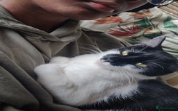 British Longhair cats for sale: Mother and kitten for sale - Image 2