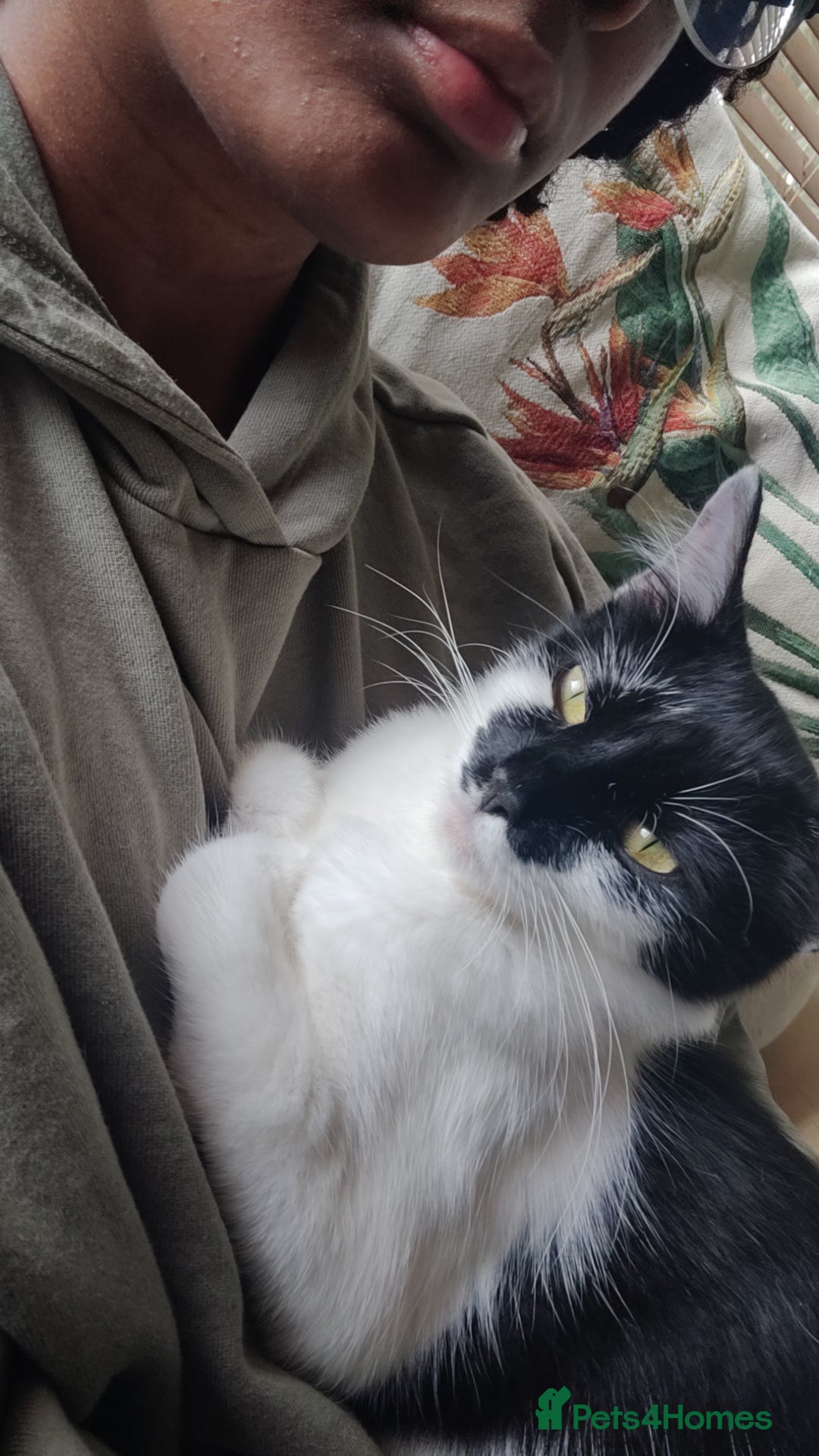 British Longhair cats for sale: Mother and kitten for sale - Image 2