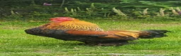 Chickens poultry for sale: Gold partridge Brahma bantam cockeral - Advert 3