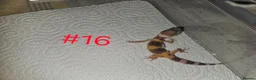 Leopard Gecko reptiles for sale: Leopard geckos available  - Advert 14