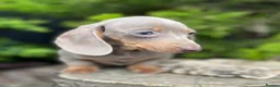 Miniature Dachshund dogs for stud: Award winning breeder-KC lilac/Isabella Dapple  - Advert 6