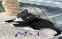 Mixed Breed cats for sale: Half british shorthair kitten - Image 1