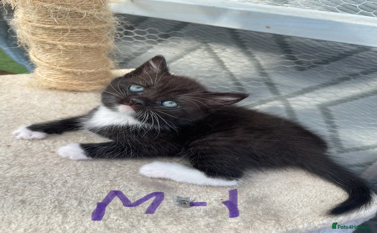 Mixed Breed cats - Advert 2