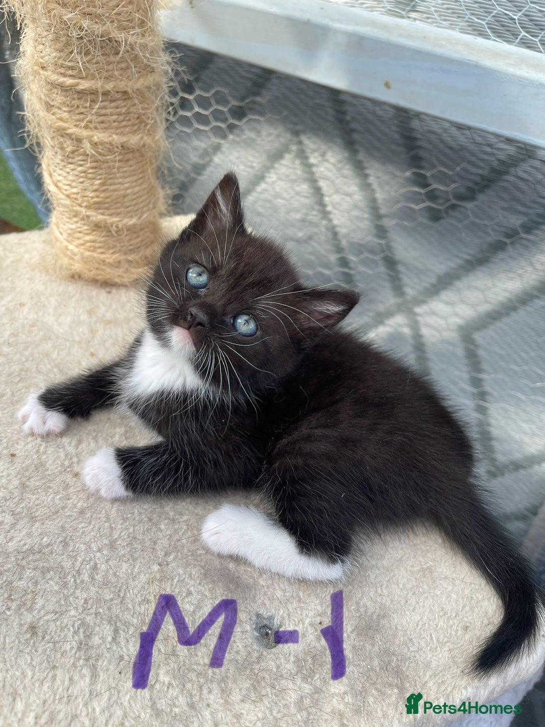 Mixed Breed cats for sale: Half british shorthair kitten - Image 1