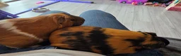 Guinea Pig rodents for sale: Two female guinea pigs - Advert 4