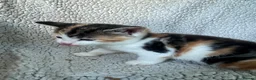 Mixed Breed cats for sale: 8 Beautiful mixed breed kittens looking for a home - Advert 8