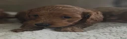 Cockapoo dogs for sale: Licenced breeder, red f1b cockapoo litter - Advert 5