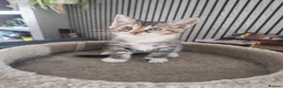 Maine Coon cats for sale: Maine coon - Advert 2