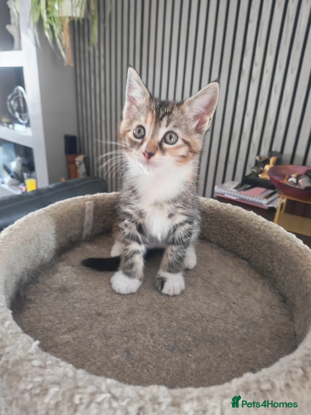 Maine Coon cats for sale: Maine coon - Advert 2