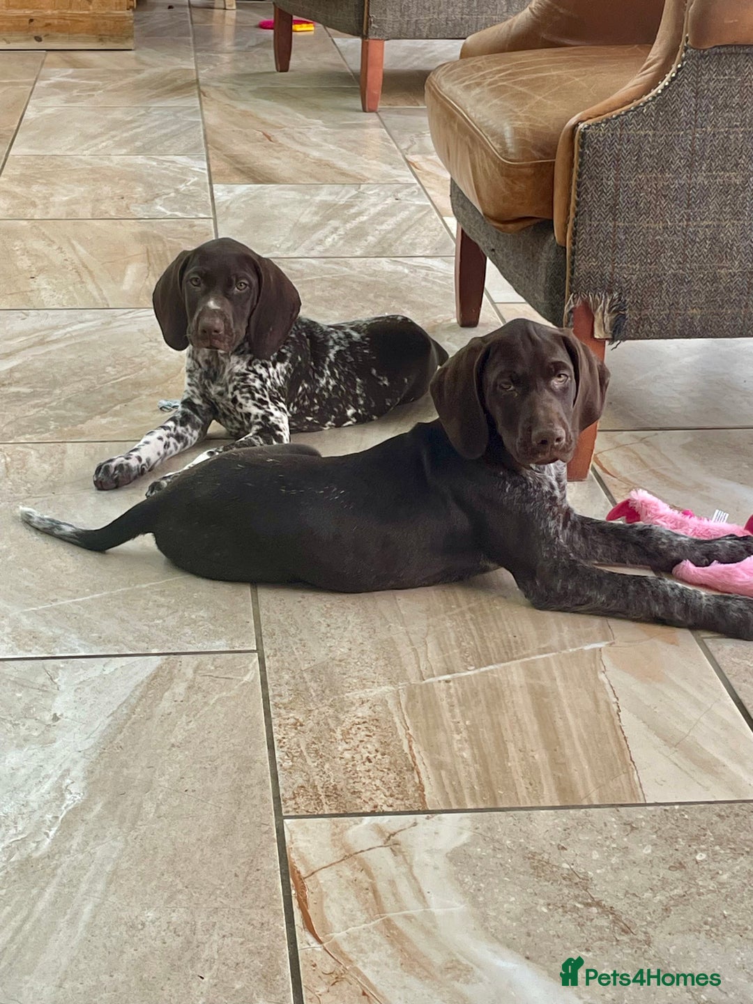 German Shorthaired Pointer dogs for sale: German shorthaired pointer boys and girls  - Image 28