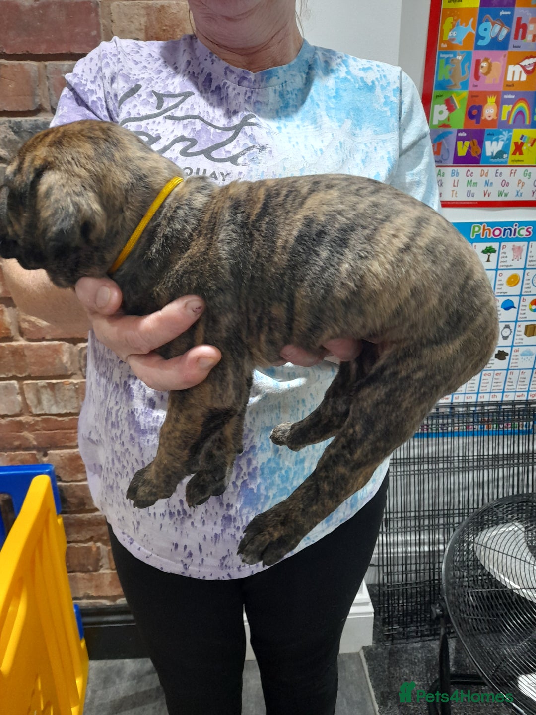 Presa Canario dogs for sale: Presa canario puppies - Image 9