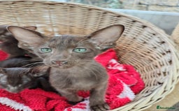 Oriental cats for sale: GCCF. Stunning Havana (Oriental Chocolates)  - Image 4