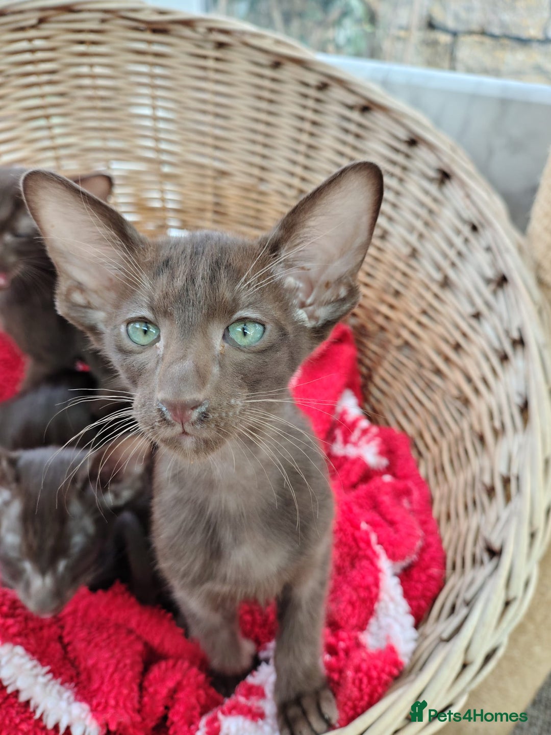 Oriental cats for sale: GCCF. Stunning Havana (Oriental Chocolates)  - Image 4