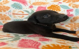 Labrador Retriever dogs for sale: Black Labrador puppies - Image 13