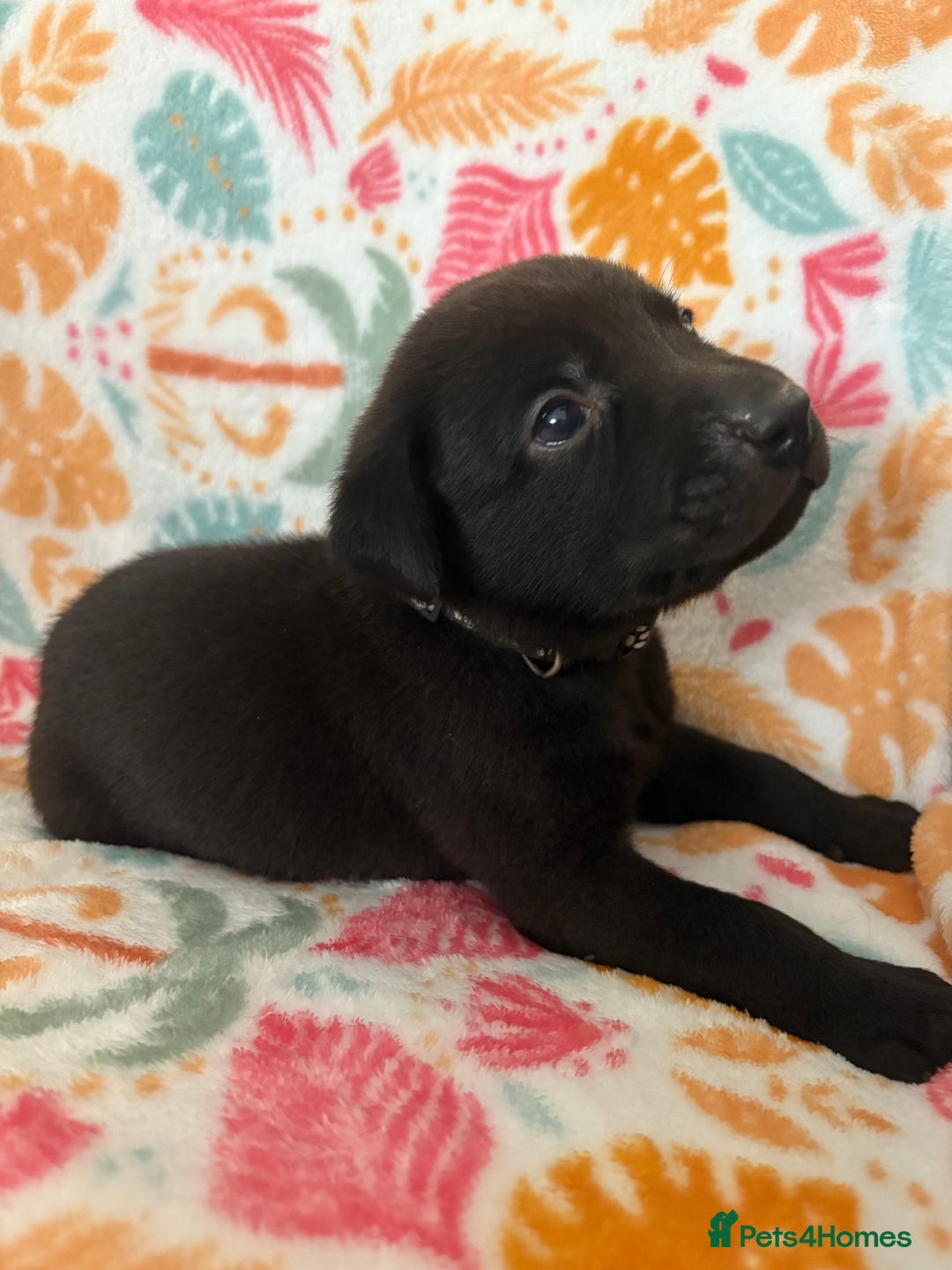 Labrador Retriever dogs for sale: Black Labrador puppies - Image 13