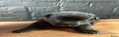German Shepherd 5