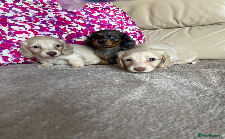Miniature Dachshund dogs - Advert 4