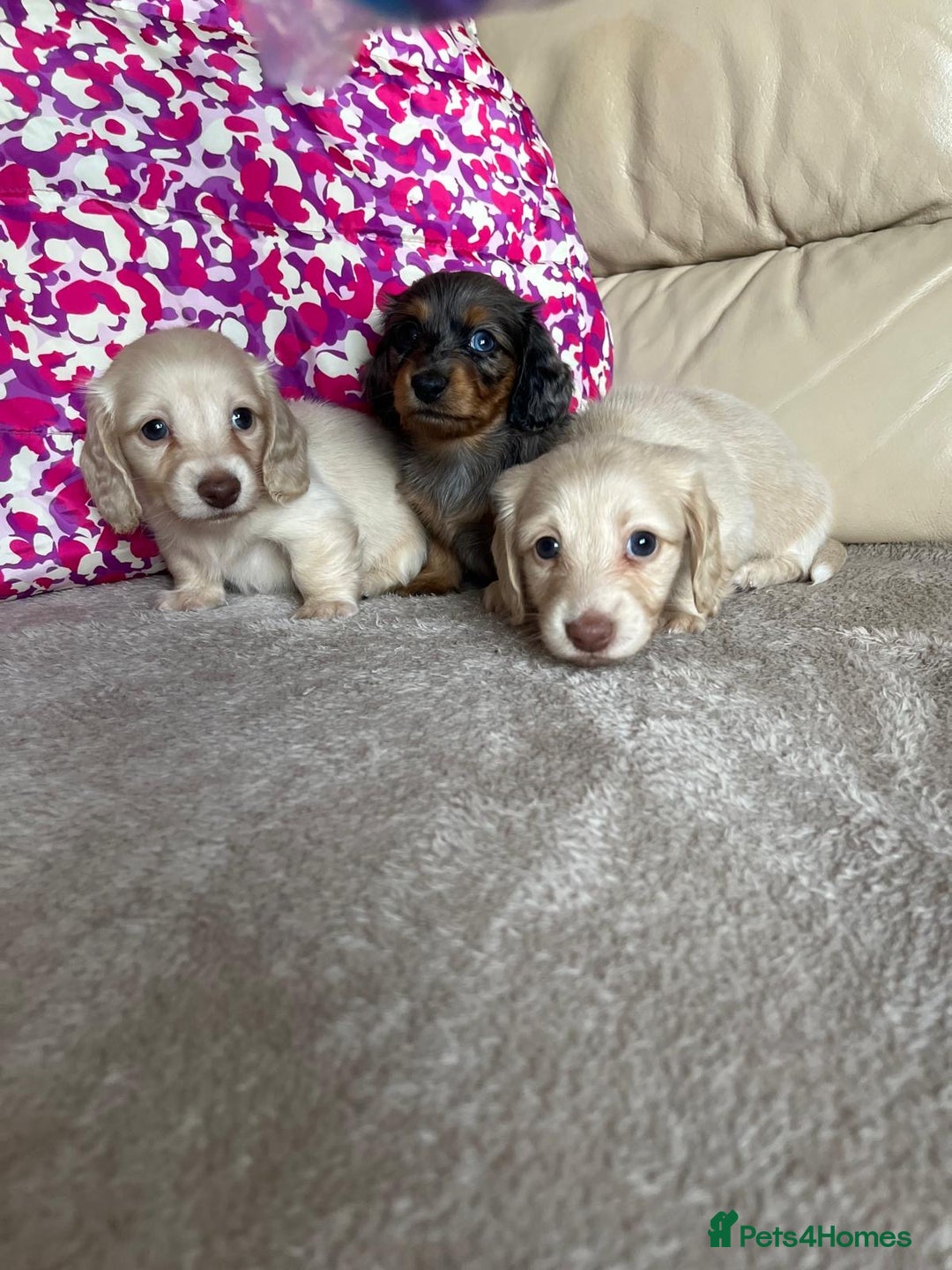 Miniature Dachshund dogs for sale: Miniature dachshunds  - Image 1