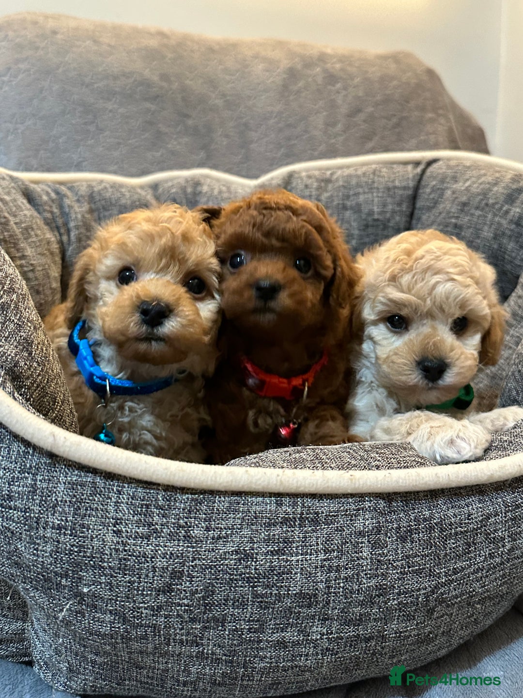 Maltipoo dogs for sale: 🐶 3 Gorgeous Toy Maltipoo F1b Puppies for sale🐶  - Image 16