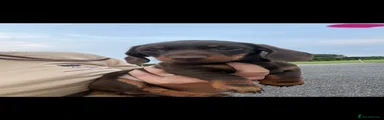 Miniature Dachshund 2
