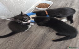 Mixed Breed cats for sale: 6 beautiful kittens for sale - Image 18