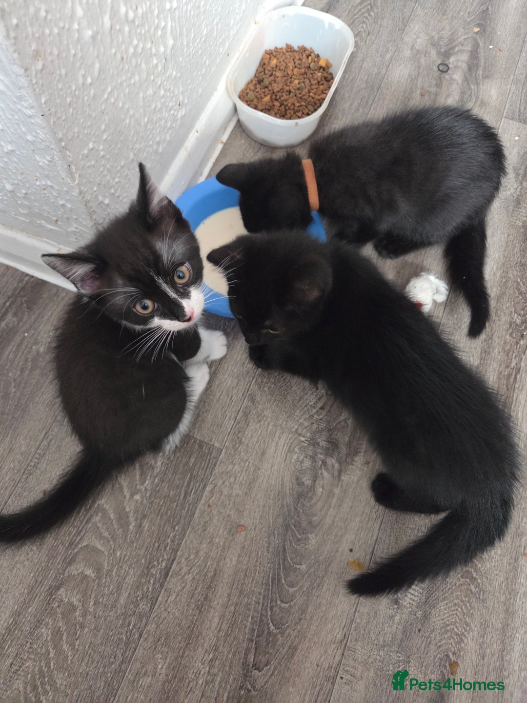 Mixed Breed cats for sale: 6 beautiful kittens for sale - Image 18