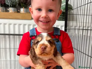 Cocker Spaniel dogs Stunning Show Cocker Spaniel puppies DNA tested - Advert 17