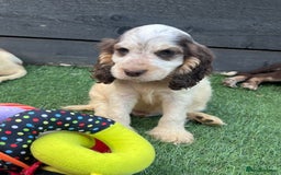 Cocker Spaniel dogs for sale: ❤️Gorgeous, Happy, Healthy, Spaniel babies 💙 - Image 4