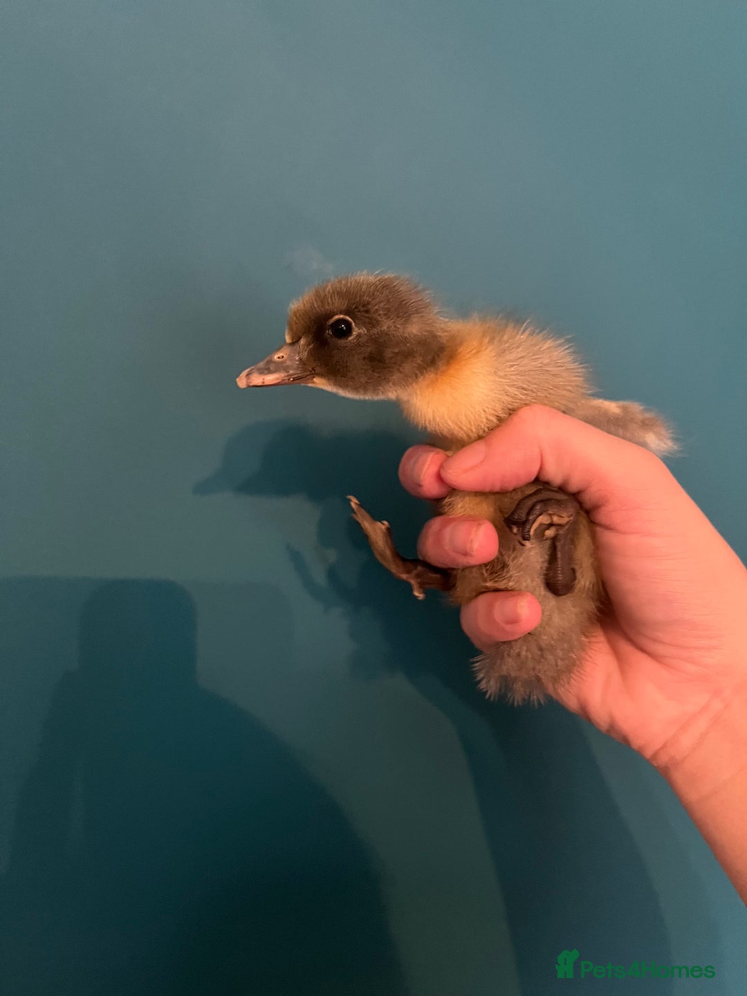 Ducks poultry for sale: Indian runner ducklings - Image 12