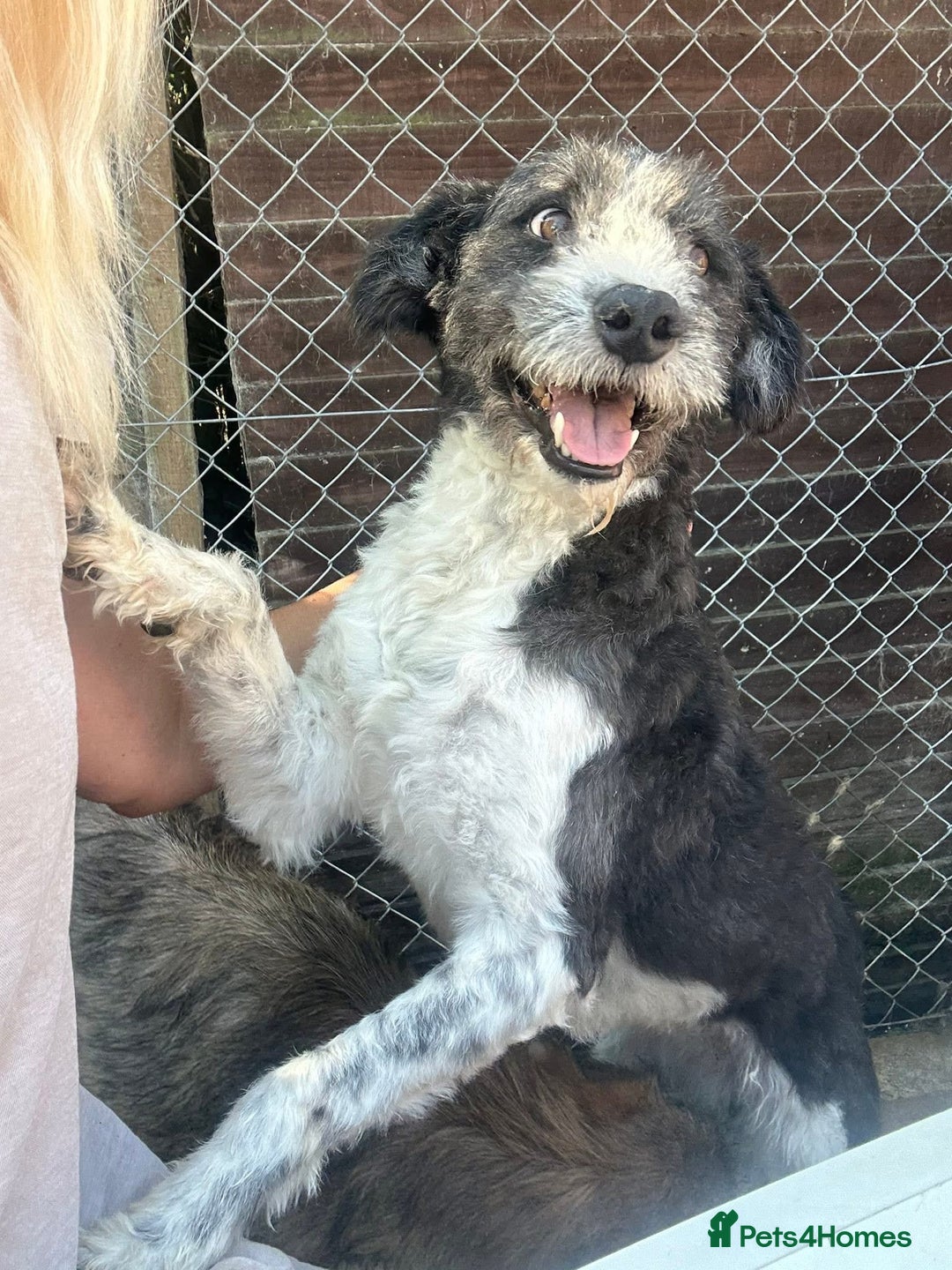 Mixed Breed dogs for adoption: Irina - Norwich Norfolk  - Image 10