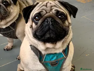 Pug dogs Fawn Pug, Stud Service Only. KC Reg, Health Tested in Doncaster - Advert 2