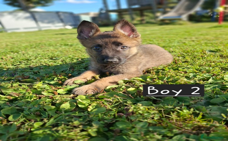 German Shepherd dogs - Advert 4