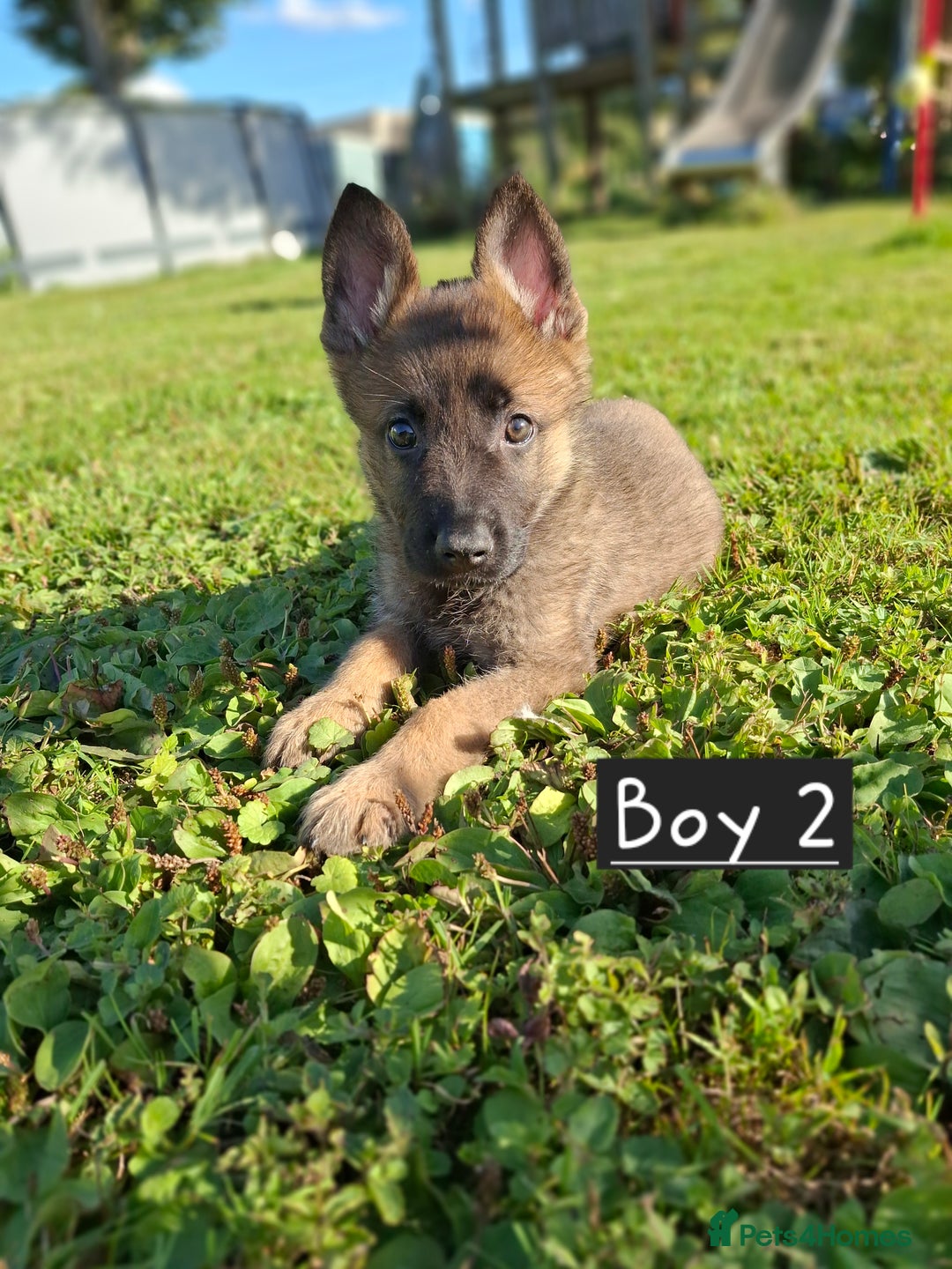 German Shepherd dogs for sale: 🌟Stunning KC Registered German Shepherd Pups🌟 - Image 1
