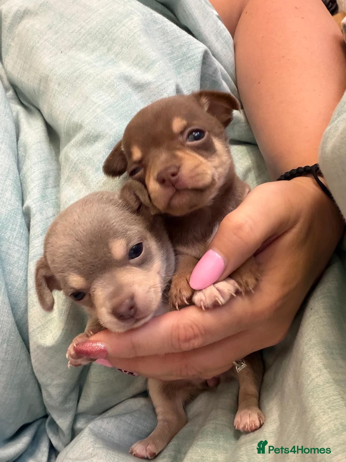 Chihuahua dogs Beautiful Chocolates - Advert 17